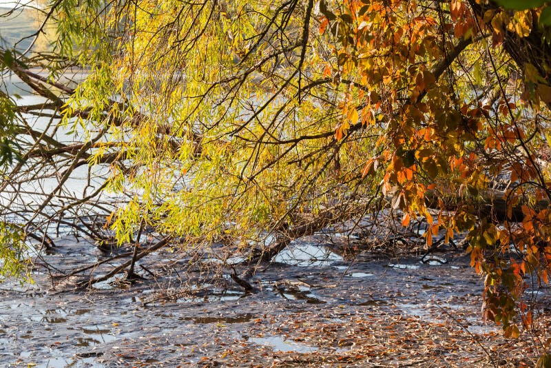 Hanging willow branches against fallen tree on pond exposed bottom royalty free stock images
