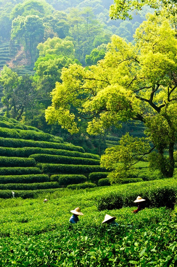 Tea garden stock image. Image of freshness, farm, green 40095677