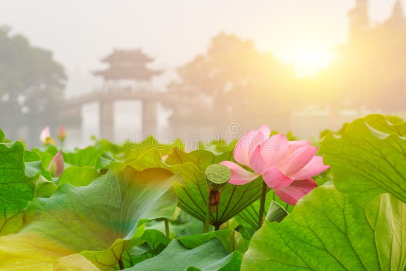 Hangzhou zachodni jeziorny Lotus w pełnym kwiacie w mglistym ranku