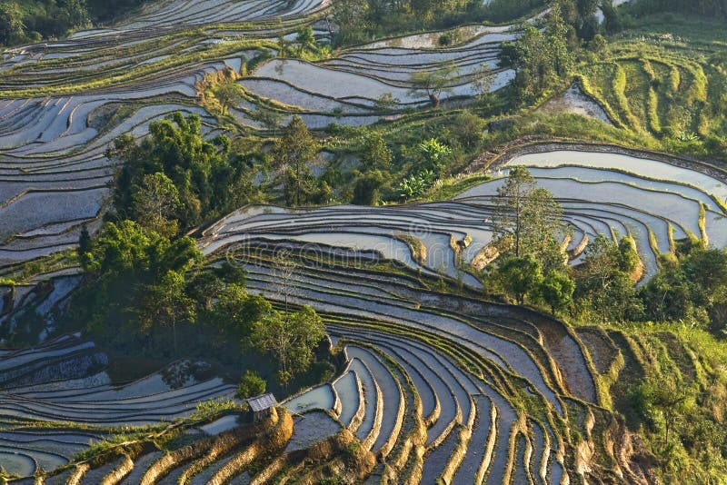 Die Rote Terrasse Von Yunnan, China Stockbild - Bild von china, rote