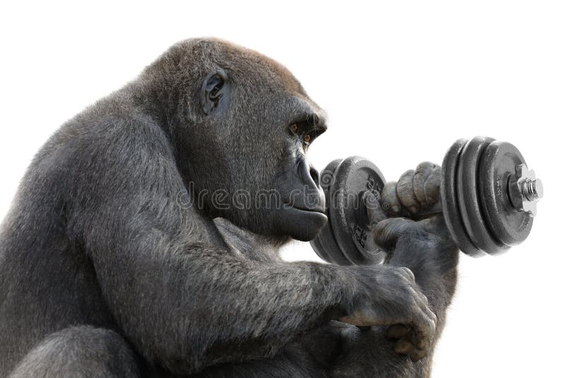Humorous concept shot of a gorilla on white training with a heavy dumbbell, symbolizing great strength. Humorous concept shot of a gorilla on white training with a heavy dumbbell, symbolizing great strength