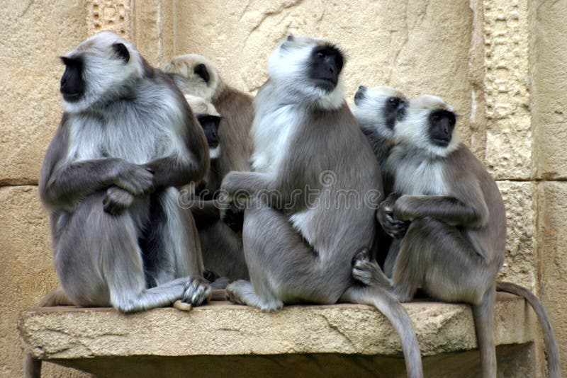 Hanuman langurs royalty free stock photography