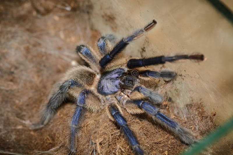 Haplopelma lividum in a box waiting for food