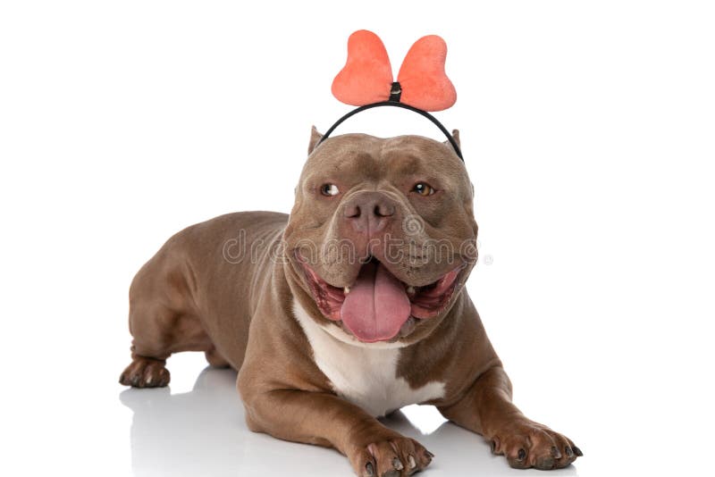 60+ Free Bully Dog & American Bully Images - Pixabay