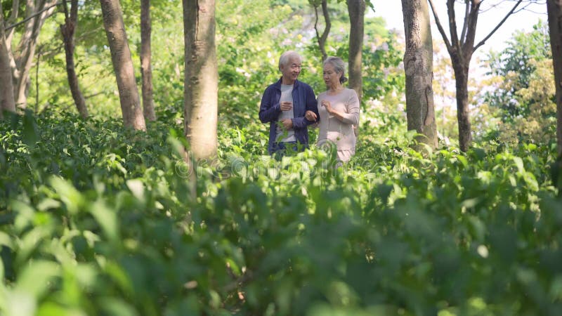 Asian old man and woman walking chatting outdoors in the woods