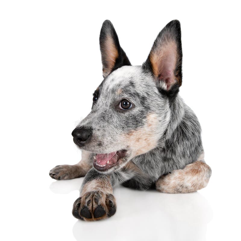 cheeky australian cattle dog puppy lying down on white background