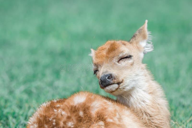 happy-baby-white-tailed-deer-baby-white-tailed-deer-seems-to-enjoy-its-life-lot-185868531.jpg