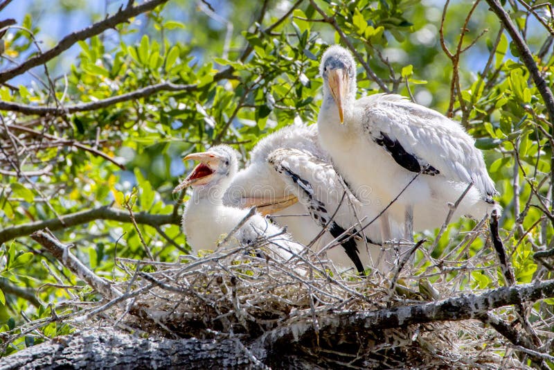 Happy Baby Wood Storks On Nest