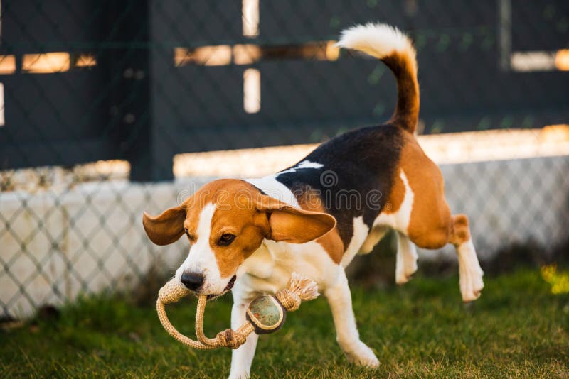Happy Beagle Dog Running with Flying Ears Towards Camera Stock Photo