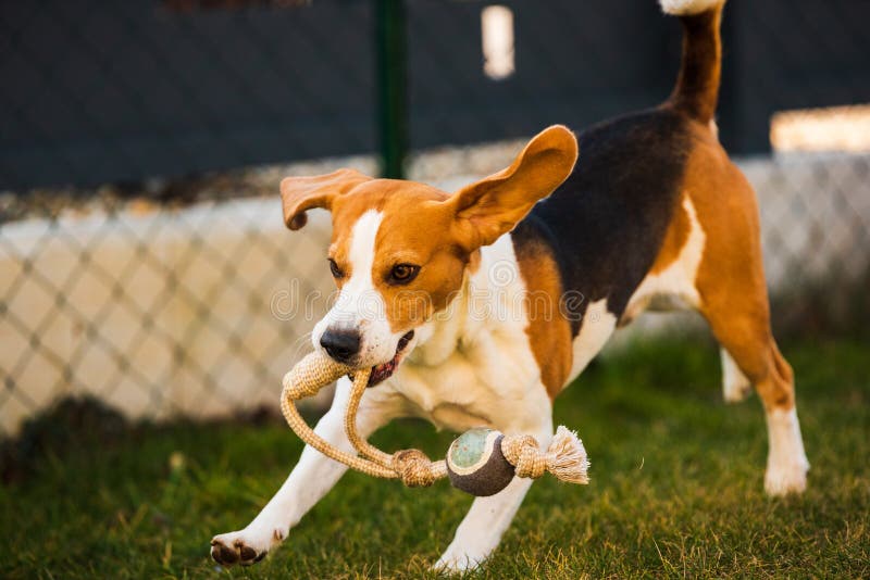 Happy Beagle Dog Running with Flying Ears Towards Camera Stock Image