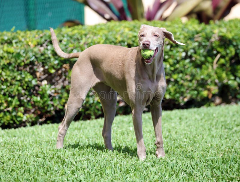Happy beautiful old female Weimaraner dog, loving big dog playing in south Florida. Beautiful old female Weimaraner dog, loving big dog playing catch with a ball royalty free stock image