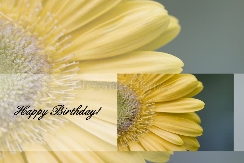 Yellow Gerber Daisy with Happy Birthday Text Great to use for Cards!. Yellow Gerber Daisy with Happy Birthday Text Great to use for Cards!