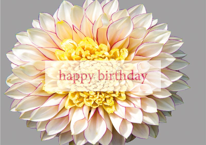 Happy Birthday greeting card with creme white dahlia and text