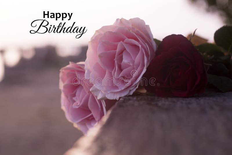 Happy Birthday. Birthday card and greeting with soft bouquet of pink roses background. Birthday backgrounds with spring flowers. Lovely birthday card backgrounds.