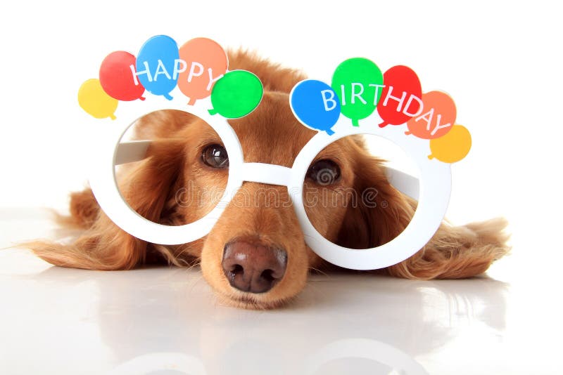 Dachshund puppy wearing Happy Birthday glasses. Also available in vertical. Dachshund puppy wearing Happy Birthday glasses. Also available in vertical.