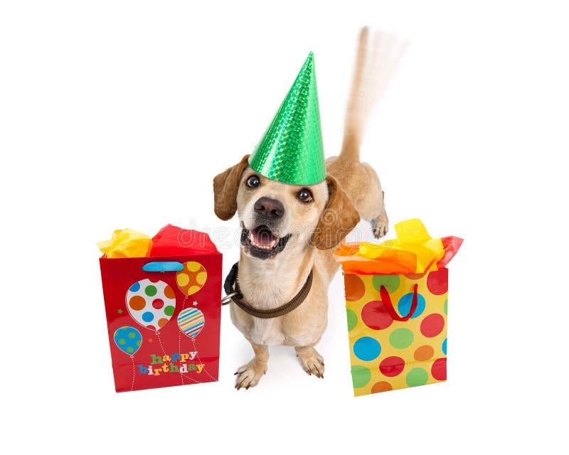 Happy Birthday Dog With Gift Bags Stock Photo Image of