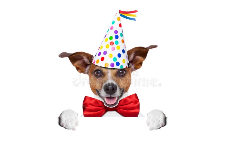 Happy birthday dog stock photo. Image of humor, glasses - 54087350