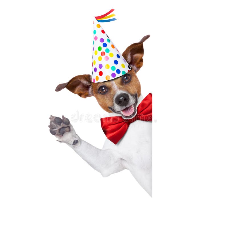 Happy birthday dog stock photo. Image of festive, cake - 54087362