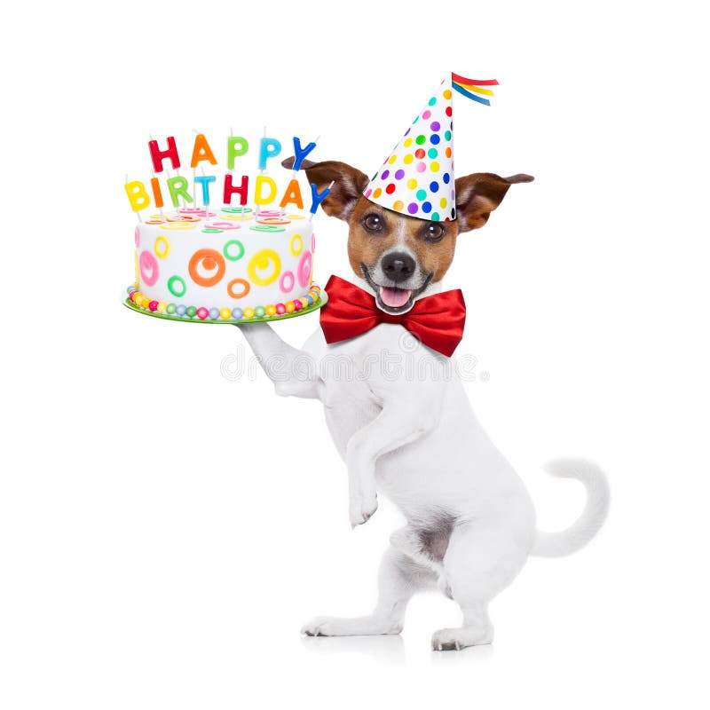 El perro posesión feliz pastel de cumpleanos velas , atar fiesta un sombrero sobre el , aislado sobre fondo blanco.