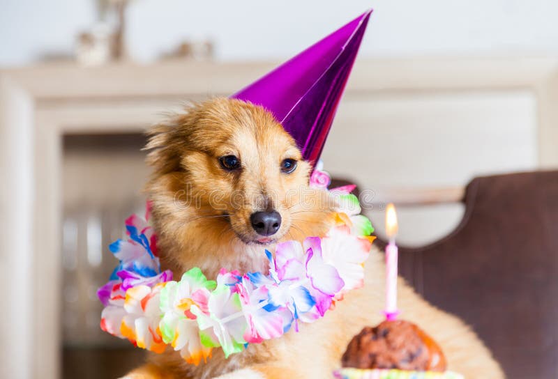 10,355 Happy Birthday Funny Animal Stock Photos - Free & Royalty-Free Stock Photos from Dreamstime 10,355 Happy Birthday Funny Animal Stock Photos - Free & Royalty-Free Stock Photos from Dreamstime
