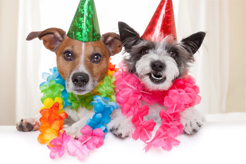 Birthday dogs stock image. Image of funny, humor, chain - 39946383 Birthday dogs stock image. Image of funny, humor, chain - 39946383