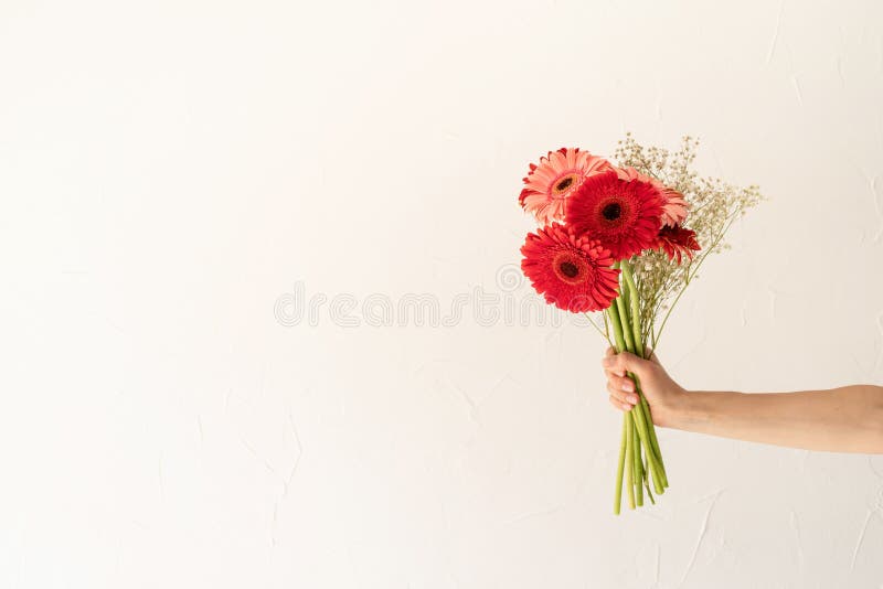 Happy birthday flowers, gerbera daisy flowers in woman hand on white background, copy space. Happy birthday flowers, gerbera daisy flowers in woman hand on white background, copy space