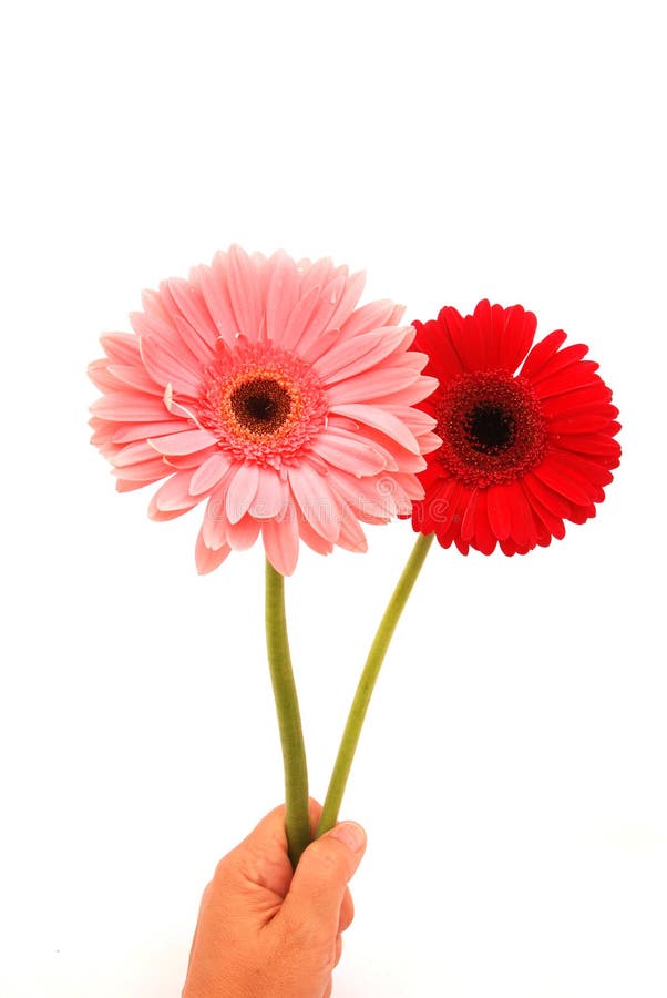 A female Caucasian white hand holding two beautiful Gerber flowers in red and pink. Image isolated on white studio background. A female Caucasian white hand holding two beautiful Gerber flowers in red and pink. Image isolated on white studio background.