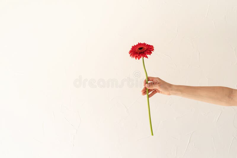 Happy birthday flowers, woman hand holding a single gerbera flower on white wall background