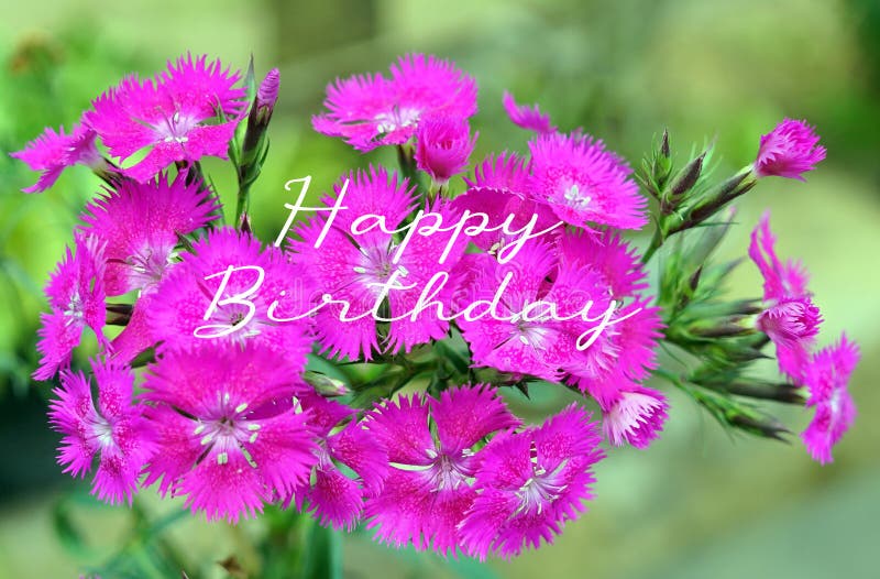 Happy Birthday. Birthday love card concept with colorful pink flowers in the garden background.  Birthday backgrounds. Happy Birthday. Birthday love card concept with colorful pink flowers in the garden background.  Birthday backgrounds.