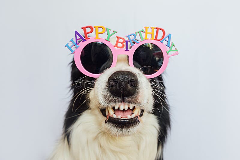 Happy Birthday party concept. Funny cute puppy dog border collie wearing birthday silly hat isolated on white background