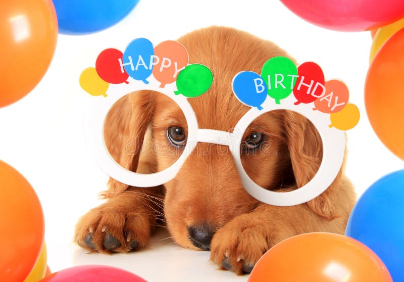 A Irish setter puppy wearing Happy Birthday eye glasses. A Irish setter puppy wearing Happy Birthday eye glasses.