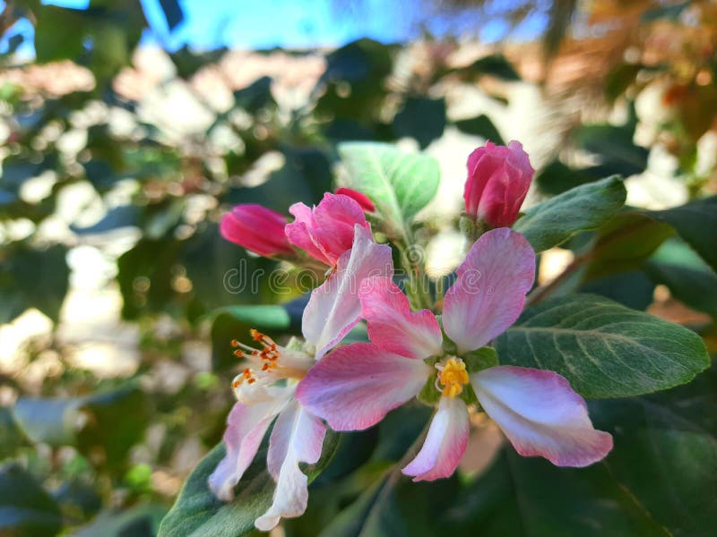 Happy birthday suprises like this flowers