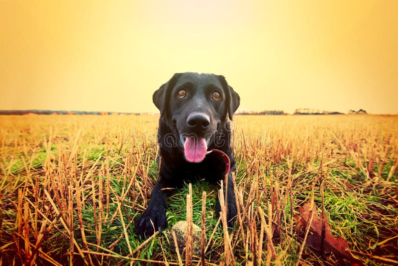 Happy black labrador. royalty free stock image Happy black labrador. royalty free stock image