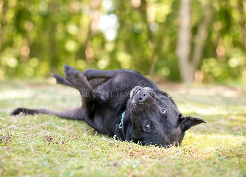 A Black Dog Rolling in the Grass Stock Photo Image of resting, animal