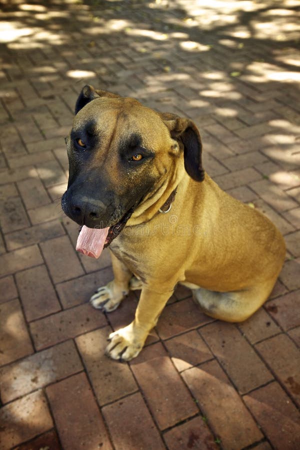 Boerboel / boerbull dog with expression on his face in a garden. Boerboel / boerbull dog with expression on his face in a garden