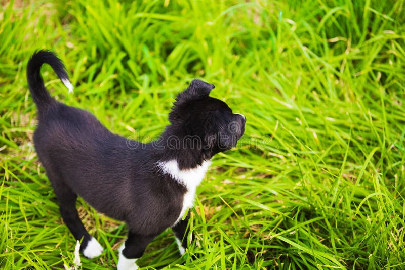 Happy Border Collie dog zonder uitloop in de natuur in prachtige zonsopgang Happy Dog rijdt met groen gras zonder dat er in een stock afbeelding Happy Border Collie dog zonder uitloop in de natuur in prachtige zonsopgang Happy Dog rijdt met groen gras zonder dat er in een stock afbeelding