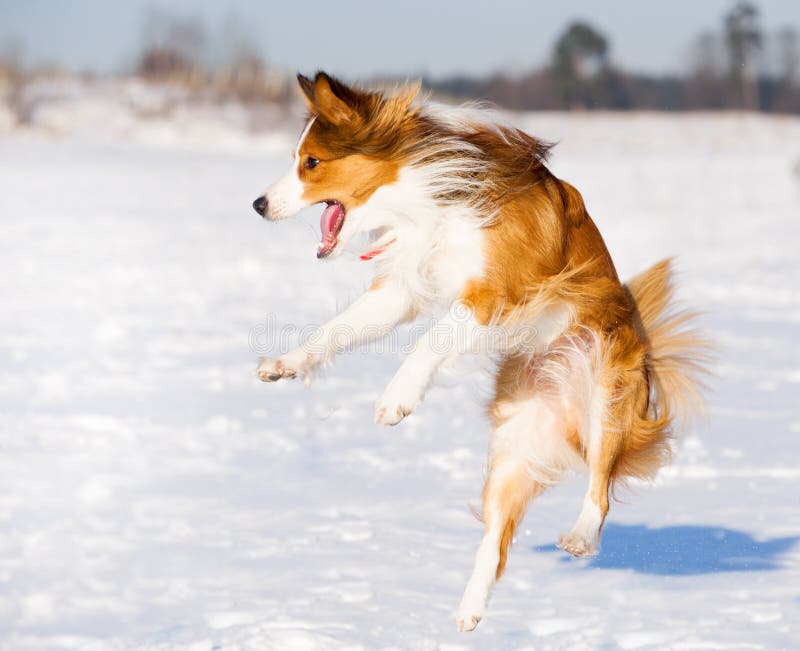 Happy border collie jump stock images