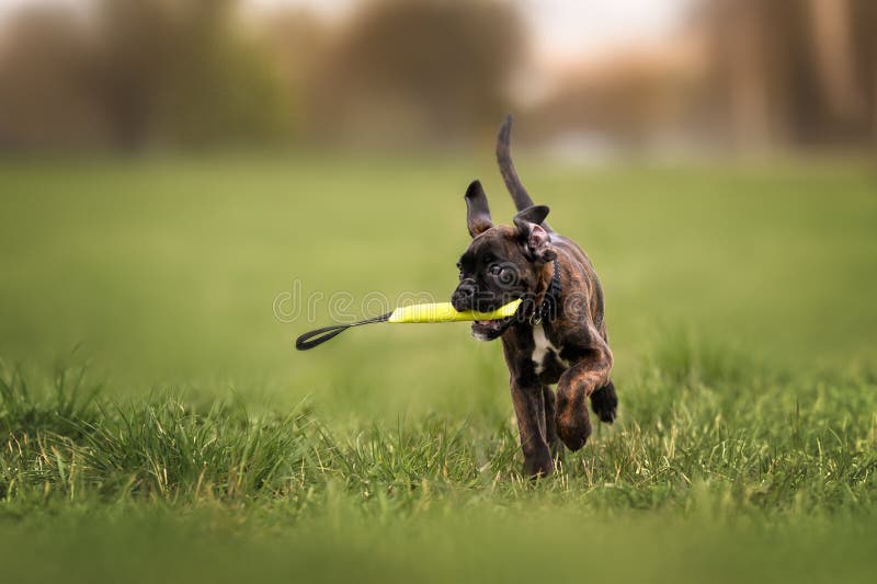 happy boxer puppy running with a toy on a field in summer