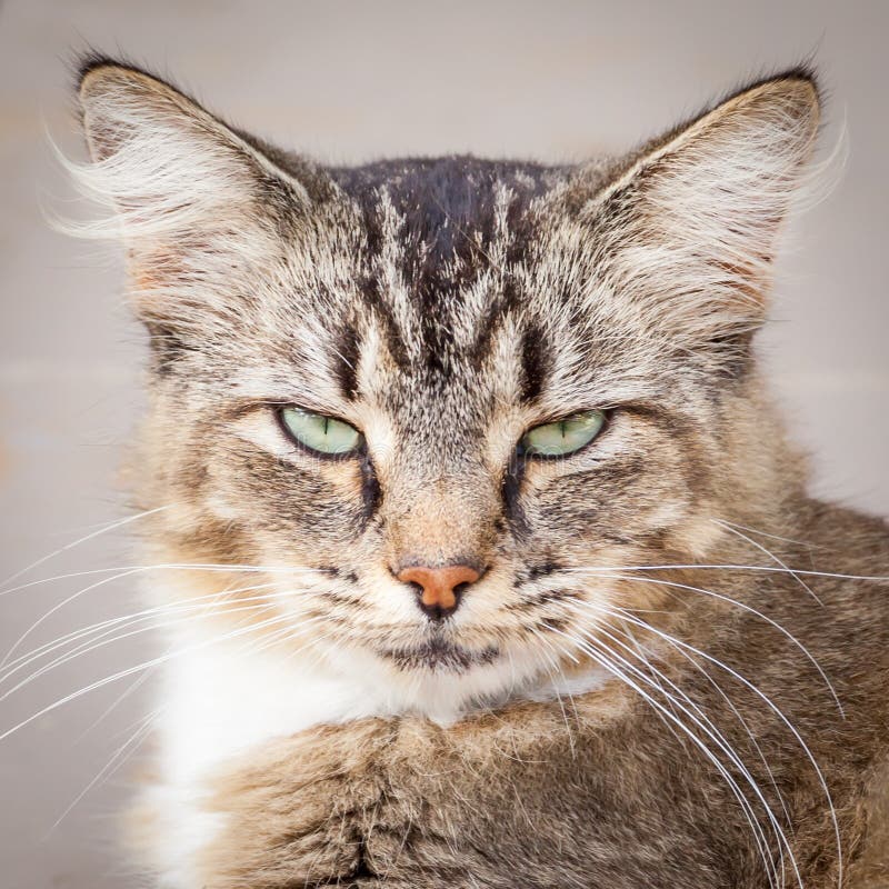 Happy Brown, Black and White Tabby Cat