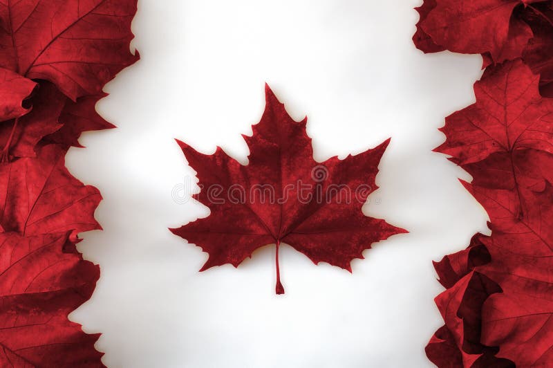 Happy Canada day concept with the canadian flag made out of real dead maple leaves colored in red on white background