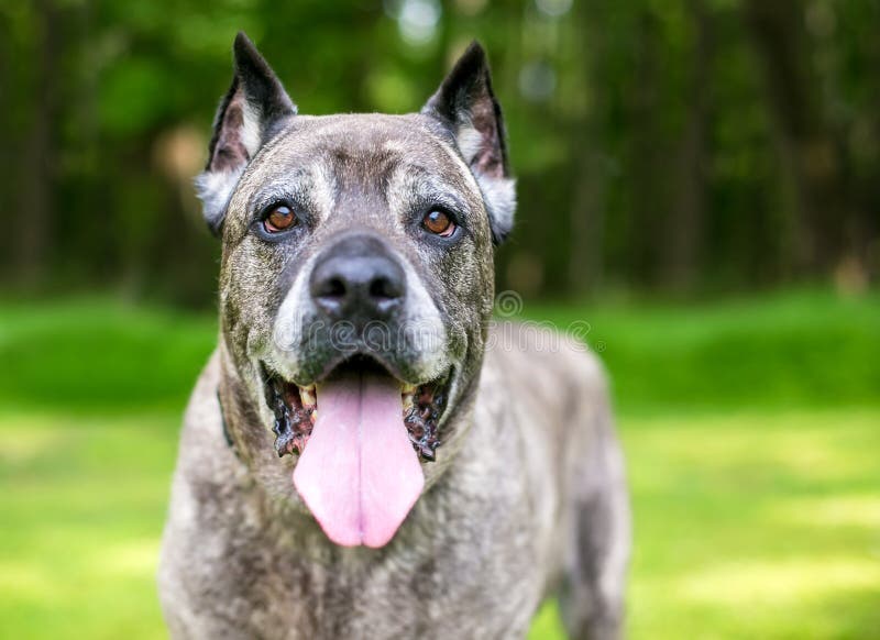 A Happy Cane Corso Dog Outdoors Stock Photo - Image of large, cropped ...