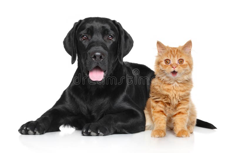 Happy Cat and Dog on a white background