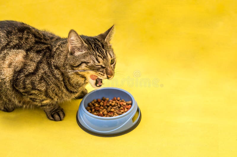 Happy Cat Eats with Great Appetite. Cat Food Concept Stock Image