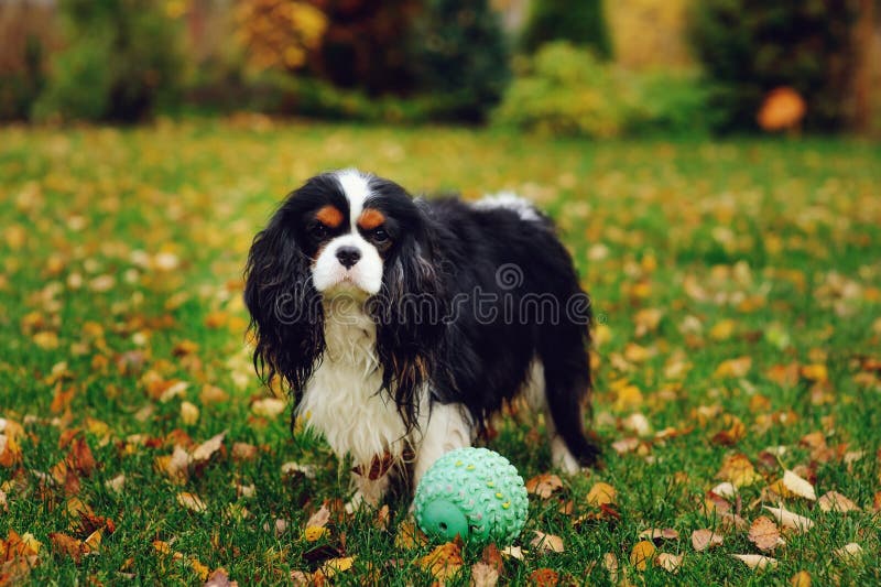 Happy cavalier king charles spaniel dog playing with toy ball royalty free stock image Happy cavalier king charles spaniel dog playing with toy ball royalty free stock image