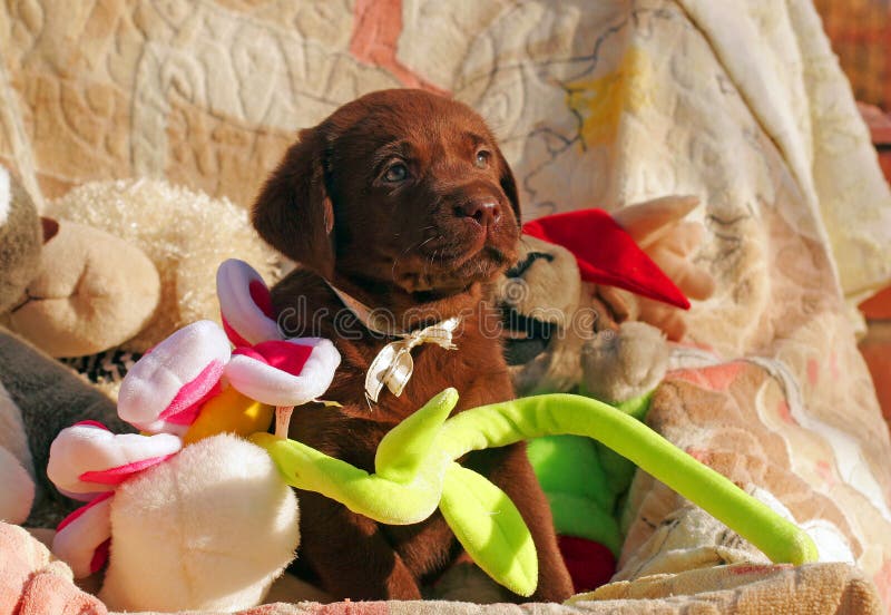 Happy Chocolate Labrador Puppy with Toys Stock Photo Image of sweet, puppy 38197478