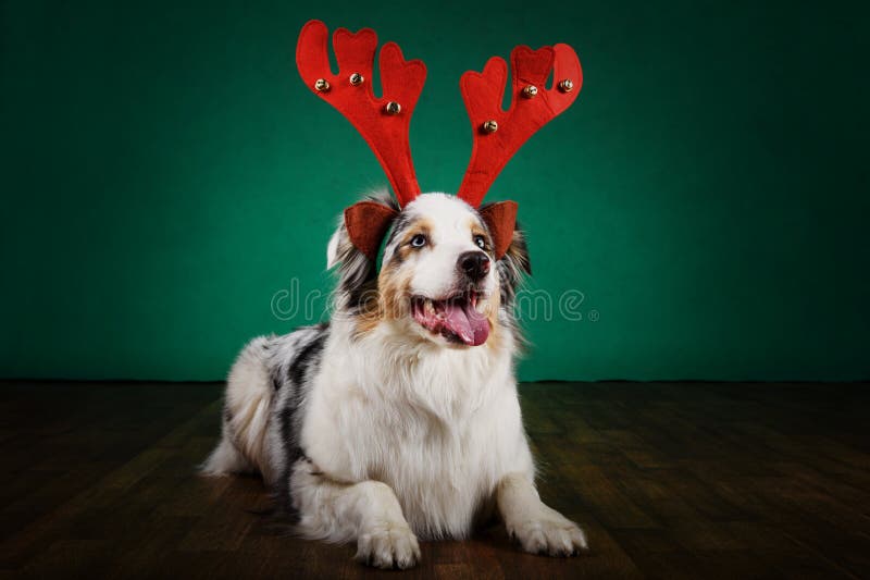 Happy christmas dog