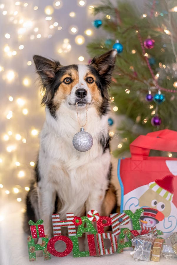 Čelní plný tělo z trikolorní, pozorný australský pes držení stříbro koule v jeho ústa, upřený v mezi dekorace před vánoční stromeček světla v.