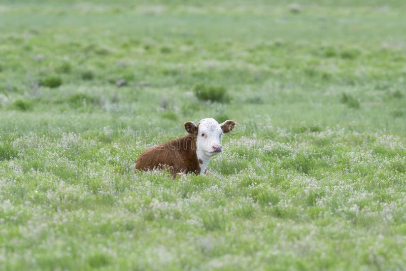 Happy & Content Newborn Calfs Being Raised Organic in a Grassy Open Range. Field in Northern Colorado stock photos Happy & Content Newborn Calfs Being Raised Organic in a Grassy Open Range. Field in Northern Colorado stock photos