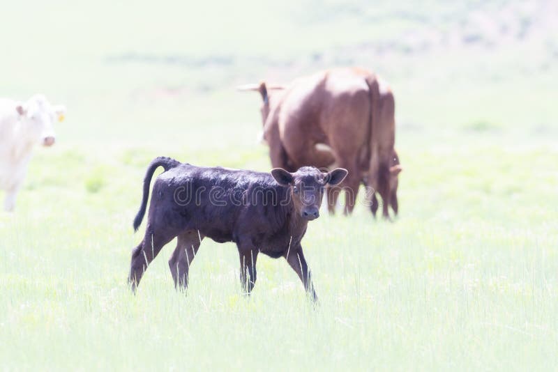 Happy & Content Newborn Calfs Being Raised Organic in a Grassy Open Range. Field in Northern Colorado stock images Happy & Content Newborn Calfs Being Raised Organic in a Grassy Open Range. Field in Northern Colorado stock images
