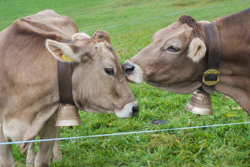 The happy cows of Jersey Girls Dairy